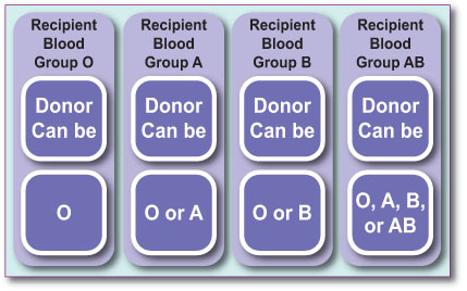 Blood Group Compatability