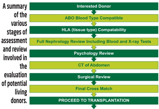 Living Donor Evaluation Stage